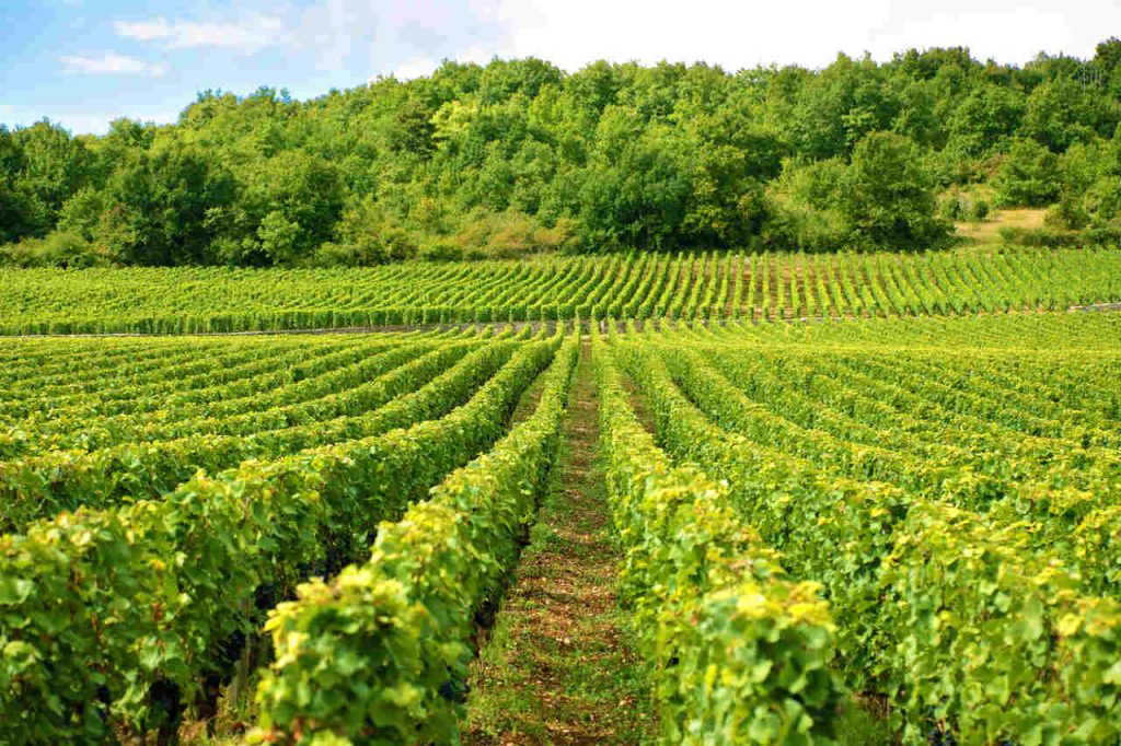 Pestovanie viniča